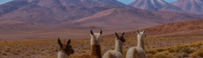 Lhamas diante dos vulcões do Atacama